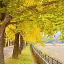 은행나무1길 이미지