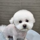 댕댕그루밍 네이버블로그