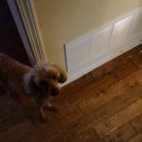 라온이네 이미지