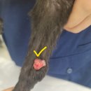 나은동물병원 이미지