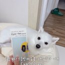 PET25시동물병원 | 강아지 소변색 이상 느껴질 때 반려동물소변검사 Cym702 Pet 강아지소변검사키트 사용 후기