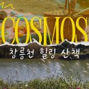 광려천변 힐링산책로 | 창릉천 코스모스 축제 끝난 후 방문 후기 늦가을 산책로 힐링 스팟
