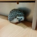 고니 PC 이미지