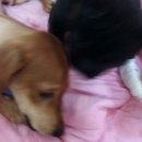 러블리펫텔 이미지