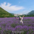 호텔 라벤더 제주 이미지