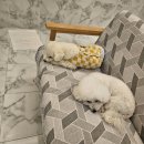 블루멍S 이미지