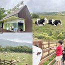 베스트목장 | 아이랑강원도여행 | 평창 삼양목장 방문 후기, 베스트 코스 추천 🐮