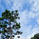 섬진강대나무숲길 이미지