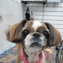 오늘도 귀엽개 이미지