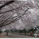 제161회 진해 군항제 벚꽃축제 예약방 (2016. 4월 5일) 이미지