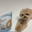 이너피스 | 강아지 치석 관리, 코코넛 덴탈껌으로 바꿔본 후기 닥터이너피스 덴탈껌 오랄프레시 덴타링 코코넛