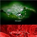 '면역 회춘(Immune Rejuvenation)'에 유익한 성분들 ​ 이미지