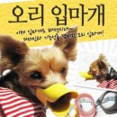 허니애견 이미지