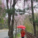 서출동류 물길 트레킹 길 | 거창 서출동류 물길트레킹ㅣ수달래와 수양벚꽂 개화 현황 및 비오는날 봄풍경 26.04.17(금)