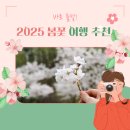 2025 봄꽃 여행 추천: 당일 버스투어로 떠나는 꽃구경(찐추천)