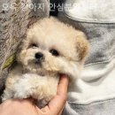 오독 강아지 안심분양센터 부산점 이미지