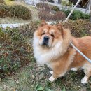 고위드테일 이미지