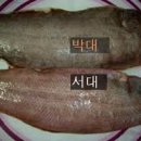 서대 이미지