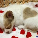 하트강아지 이미지