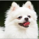 청량리 슬기 동물병원 이미지