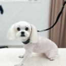 댕그리몽 네이버블로그