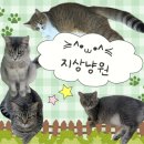 토품애 | 쌍용동 실내 데이트 장소 고양이카페 '지상냥원' 후기 | 냄새X, 관리 잘되는 대형 고양이카페, 키즈...