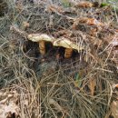 홍천국유림관리소 이미지