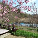 복숭아꽃 살구꽃 이미지