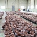 금와농장 이미지