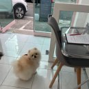 동글하개 이미지