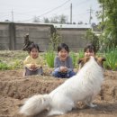 더펫(The Pet) 이미지