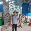 임실사슴농장 이미지