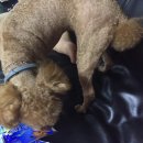 개똥이와냐옹이 이미지