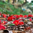 장승포항(지심도 도선) 이미지