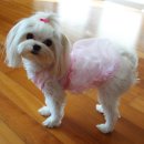 애견&만들기 이미지