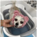 우리집강아지 애견미용 이미지