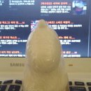 도기사우루스