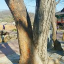 산삼고을 이미지