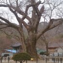 대한민국 짬뽕 이미지