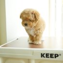 밀양강아지분양 <b>펫</b>사진 핫<b>스팟</b> <b>펫</b>퍼센트