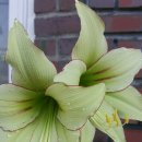 아마릴리스 이미지