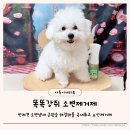 강아지 소변냄새 근원해결 똑똑강쥐 소변제거제 요산제거제