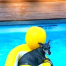 하얀멍이 이미지