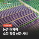 은행마을 태양광발전소 | 농촌 태양광 소득 창출 성공 사례, 마을 공동체가 만드는 미래