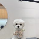 댕화살롱 이미지