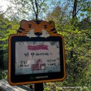 [봉화 가볼만한 곳] 인생 수목원 국립백두대간수목원 호랑이 배꽃길 튤립까지