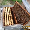 월동벌 준비하는 8월 꿀벌관리 이미지