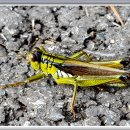 메뚜기민박 이미지