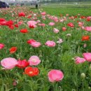 중랑천 제5체육공원 이미지