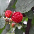 소담농장 이미지